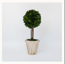 Load image into Gallery viewer, Preserved Boxwood Topiary

