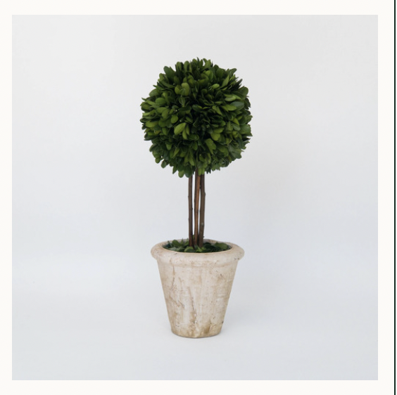 Preserved Boxwood Topiary